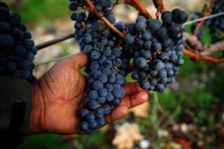 vendanges main